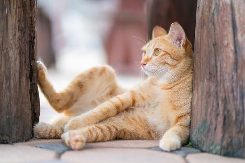 PRZYSMAK DLA KOTA smakołyki MIX SMAKÓW ciastka VITAKRAFT CAT Yums 10x 40g na Arena.pl