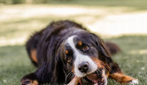 DOLINA NOTECI SUPERFOOD Karma suszona dla psa Wołowina 1 kg na Arena.pl