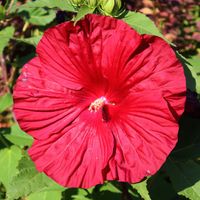 Hibiskus byliowy 'Cranberrry Crush' Czerwona Ketmia (Hibiscus moscheutos)