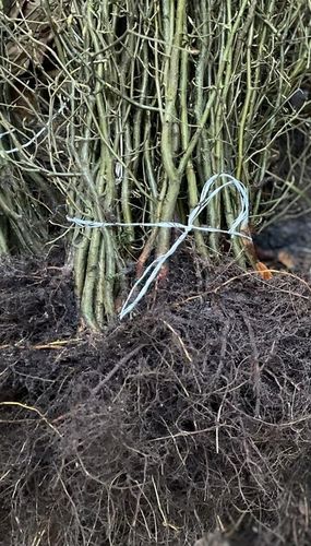 Grab pospolity na żywopłoty formowane sadzonki 40-60cm 100 sztuk I na Arena.pl