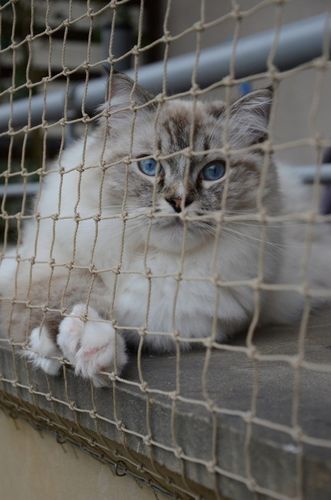 ZESTAW SIATKA NA BALKON 4x3m Z DRUCIKIEM PREMIUM DLA KOTA BEZ WIERCENIA na Arena.pl