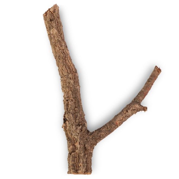 Drzewko z Dębu korkowego 40cm zdjęcie 1