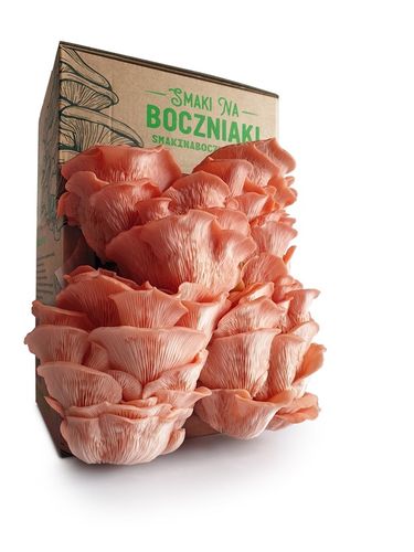 Zestaw do uprawy grzybów SNB boczniak różowy na Arena.pl