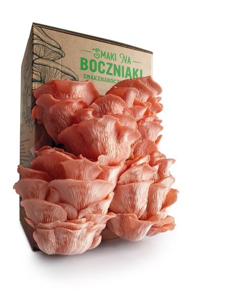 Zestaw do uprawy grzybów SNB boczniak różowy zdjęcie 1