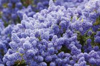 Prusznik niebieski Victoria 20-40cm C2