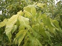 GK KLON JESIONOLISTNY ACER NEGUNDO