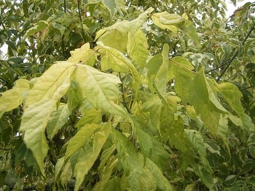 GK KLON JESIONOLISTNY ACER NEGUNDO zdjęcie 1