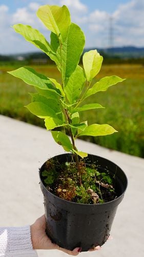 Magnolia Biała Alba Superba w Doniczce 3L do Ogrodu na Arena.pl