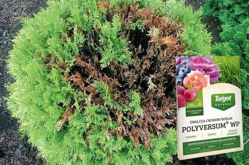 TARGET POLYVERSUM naturalna walka z grzybami P. oliganrum grzybobójczy 10g na Arena.pl