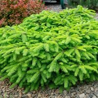 Świerk pospolity NIDIFORMIS Karłowy Na skalniak Sadzonki w doniczkach C3