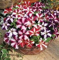 Petunia wielkokwiatowa Festival Star Mix - Petunia grandiflora