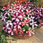 Petunia wielkokwiatowa Festival Star Mix - Petunia grandiflora