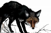 Plakat 86,4x56,8cm Nieufny Lis