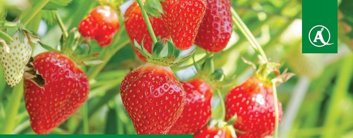 FUSILADE FORTE 150EC 1L CHWASTNICA PERZ MIOTŁA ŚRODEK CHWASTOBÓJCZY CHWASTY zdjęcie 14