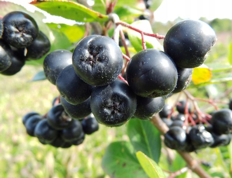 ARONIA w doniczce NERO na SOK obfity OWOC witaminy zdjęcie 1