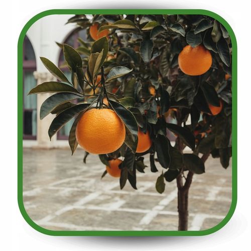 BIO Podłoże do Cytrusów 20l EKO Ziemia Oliwki Mango Awokado na Arena.pl