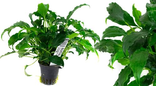 Schismatoglottis prietoi Koszyk Holandia Ø 5,5 cm na Arena.pl