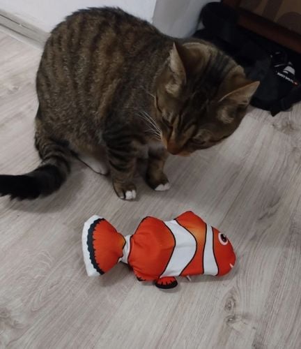 Elektryczna RYBA interaktywna Zabawka dla kota15 na Arena.pl