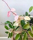 HOYA CARNOSA 'KRIMSON QUEEN' Hoja Woskownica