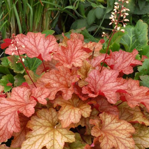 Żurawka PAPRIKA na Arena.pl