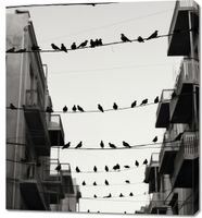 Obraz 90x100cm Miejski Motyw z Ptakami