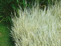 Kłosówka miękka JACKDAWS CREAM Zadarniająca trawa Sadzonki w doniczkach 1L