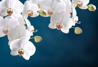 FOTOTAPETA KWIAT STORCZYK GRANAT SALON