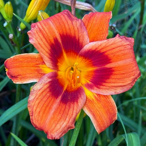 Liliowiec 'Rocket City' Pomarańczowy Czerwony (Hemerocallis) Doniczka 2.0L na Arena.pl