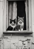 Plakat 67,5x95cm Para w Oknie