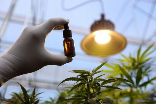 Olejek Konopny CBD Dla Psa 5% 11ml bez THC Weterynaryjny na Arena.pl