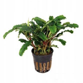 Bucephalandra sintang Koszyk Holandia Ø 5,5 cm na Arena.pl