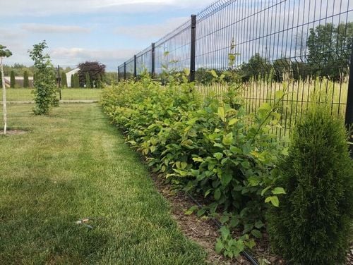 Grab pospolity na żywopłoty formowane sadzonki 40-60cm 100 sztuk I na Arena.pl