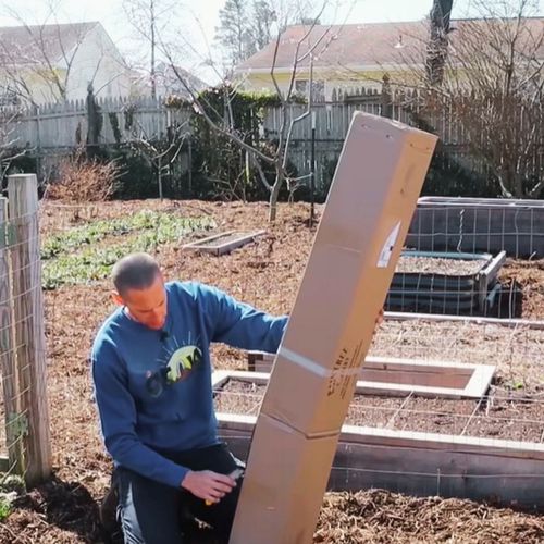 CZEREŚNIA KORDIA Ceniona za bardzo duże owoce o czarnym kolorze, max na Arena.pl