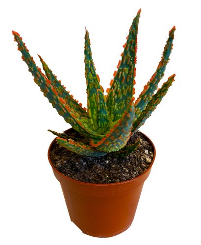 ALOES DANNYZ 15 cm na Arena.pl