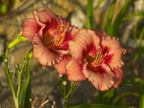 Liliowiec 'Strawberry Candy' Jasno-Różowy (Hemerocallis) Doniczka 2.0L na Arena.pl