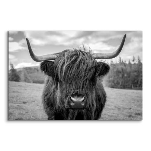 Obraz Do Sypialni Krowa Szkocka Na Tle Traw Czarno-Biały 90cm x 60cm na Arena.pl