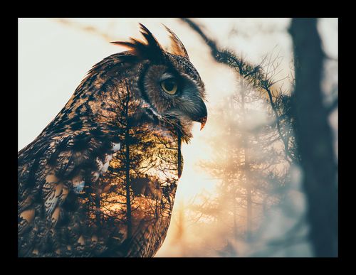 Plakat 20x15cm Sowi Duch na Arena.pl