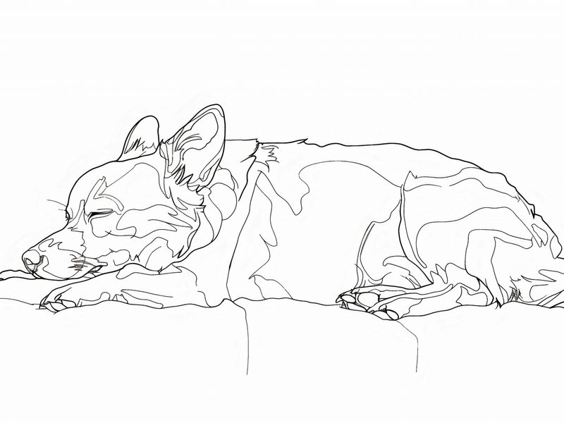 Plakat 80x60cm Śpiący Psiak zdjęcie 1