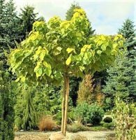 CATALPA KATALPA surmia zwyczajna - sadzonki 100 / 120 cm