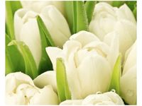 40X50CM DELIKATNE TULIPANY OBRAZ