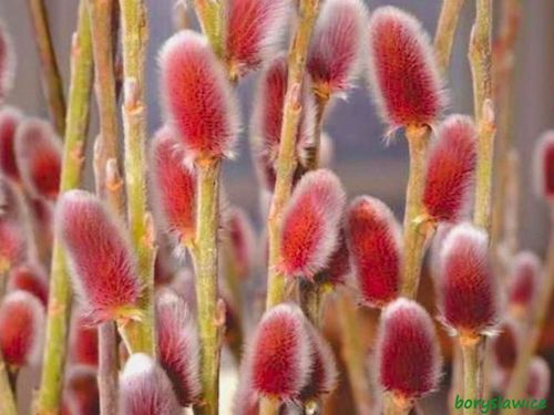 Wierzba smukłoszyjkowa 'Mt Aso' (Salix) w doniczkach P11, wysokość 40-60 cm na Arena.pl