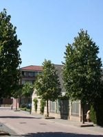 LIPA szerokolistna MOLTKEGO szczepiona - sadzonki 120 / 150 cm