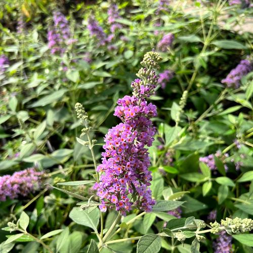 Budleja Dawida 'Lavender Cupcake' (Buddleja davidii) Doniczka 2.0L na Arena.pl