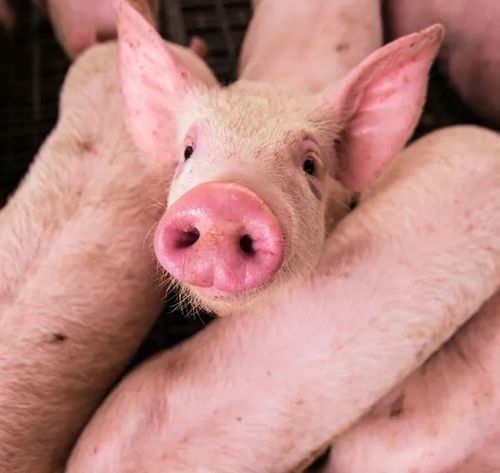 Zanęta 20 kg Zanęta Mączka Rybna na Arena.pl