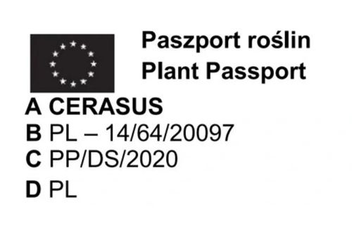 DRZEWKA OWOCOWE Pakiet 6 sztuk mix odmian na Arena.pl