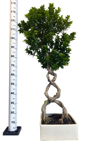 Bonsai Fikus Microcarpa GINSENG 140 cm na Arena.pl