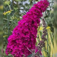 Budleja Dawida 'Magenta Munchkin' (Buddleja davidii) Doniczka 2.0L