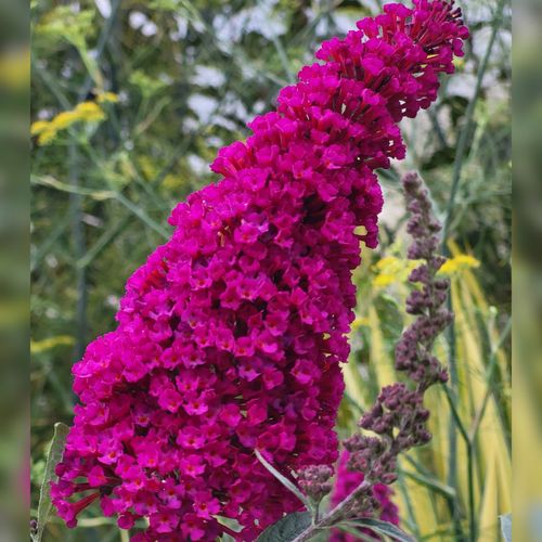 Budleja Dawida 'Magenta Munchkin' (Buddleja davidii) Doniczka 2.0L na Arena.pl