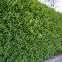 Laurowiśnia wschodnia 'Otto Luyken' Doniczka 1 litr (Prunus laurocerasus)