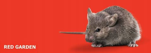 MYSZOŁAPKA ŻYWOŁAPKA PUŁAPKA ŁAPKA NA MYSZY I SZCZURY CHWYTACZ na Arena.pl